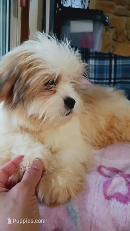 Lumpy – Shih Tzu puppy for sale in Shippensburg, PA