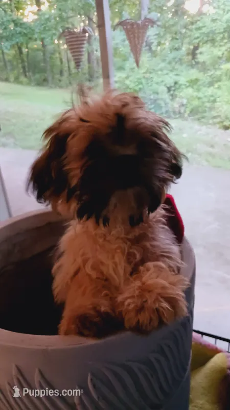 Brice  (small) – Shih Tzu puppy for sale in Shippensburg, PA