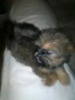 Benni, a male Shih Tzu for sale in Shippensburg, PA – 4 of 9