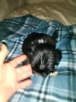 Buttons, a male Shih Tzu for sale in Shippensburg, PA – 8 of 9