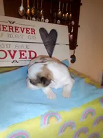 Lumpy, a male Shih Tzu for sale in Shippensburg, PA – 2 of 5