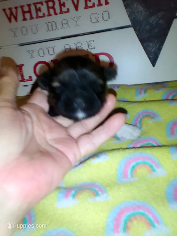 Buttons – Shih Tzu puppy for sale in Shippensburg, PA