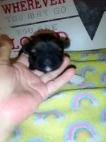 Buttons, a female Shih Tzu for sale in Shippensburg, PA – 1 of 4