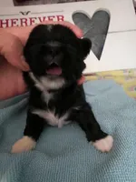 Winston, a male Shih Tzu for sale in Shippensburg, PA – 2 of 4