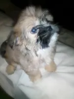 Brice, a male Shih Tzu for sale in Shippensburg, PA – 6 of 10