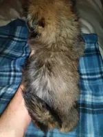 Benni, a male Shih Tzu for sale in Shippensburg, PA – 3 of 9