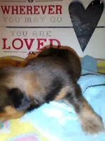 Lusious , a male Shih Tzu for sale in Shippensburg, PA – 6 of 7