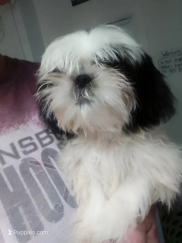 Oscar – Shih Tzu puppy for sale in Shippensburg, PA