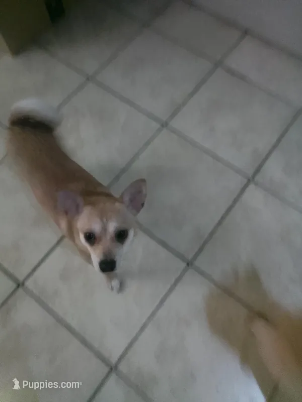 Whinnie – Chihuahua puppy for sale in Shippensburg, PA