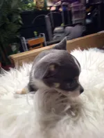 Blue, a male Chihuahua for sale in Shippensburg, PA – Photo 10 of 10