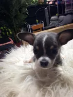 Blue, a male Chihuahua for sale in Shippensburg, PA – Photo 9 of 10