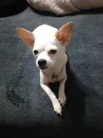 Blue, a male Chihuahua for sale in Shippensburg, PA – Photo 5 of 10