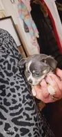 Blue, a male Chihuahua for sale in Shippensburg, PA – Photo 7 of 10