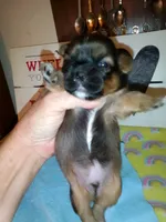 Lusious , a male Shih Tzu for sale in Shippensburg, PA – 4 of 7