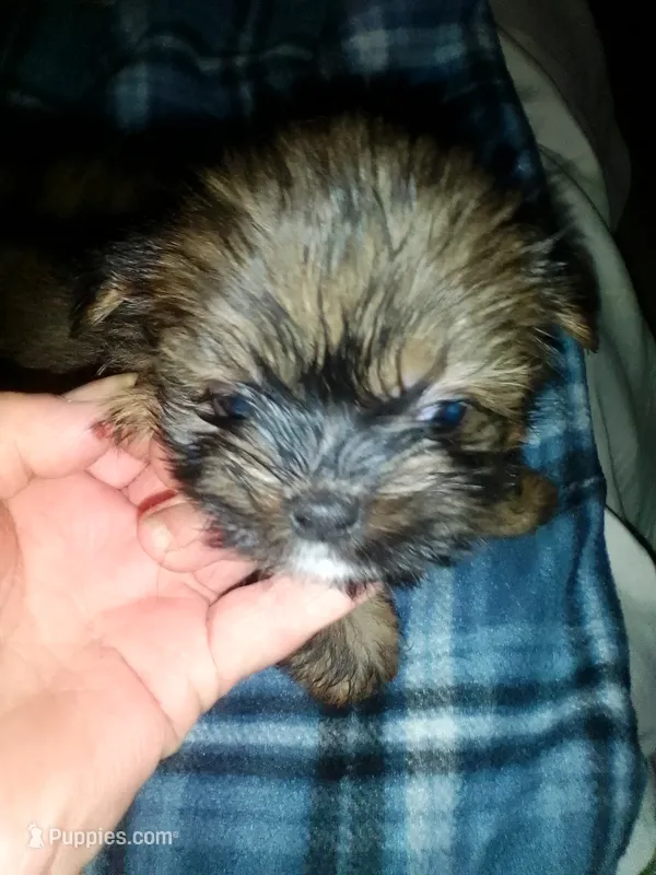 Benni – Shih Tzu puppy for sale in Shippensburg, PA