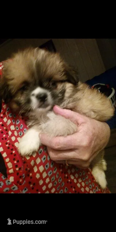 Sonny, a male Chihuahua and Shih Tzu for sale in Shippensburg, PA – Photo 1 of 4