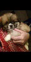 Sonny, a male Chihuahua and Shih Tzu for sale in Shippensburg, PA – Photo 1 of 4