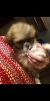 Sonny, a male Chihuahua and Shih Tzu for sale in Shippensburg, PA – Photo 2 of 4