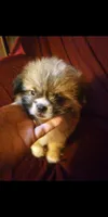 Sonny, a male Chihuahua and Shih Tzu for sale in Shippensburg, PA – Photo 3 of 4