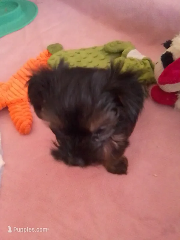Zamya – Yorkshire Terrier puppy for sale in Shippensburg, PA