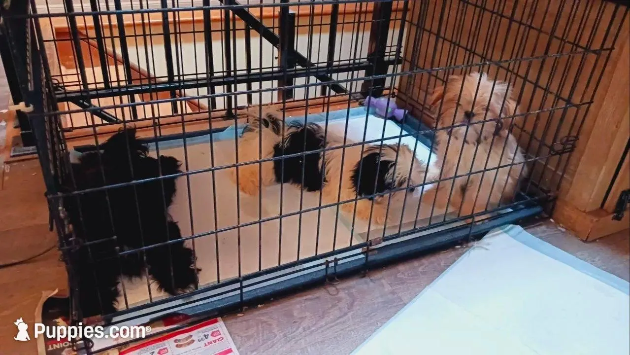 Lola, a female Shih Tzu for sale in Shippensburg, PA – 5 of 5