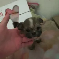 Lola, a female Shih Tzu for sale in Shippensburg, PA – Photo 2 of 3