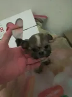 Lola, a female Shih Tzu for sale in Shippensburg, PA – Photo 2 of 3