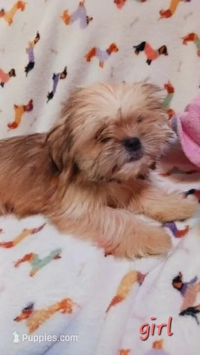 Lola – Shih Tzu puppy for sale in Shippensburg, PA