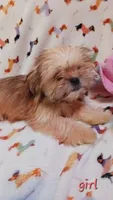 Lola, a female Shih Tzu for sale in Shippensburg, PA – 1 of 5