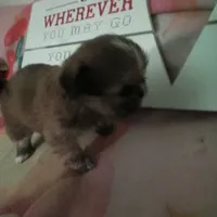 Lola, a female Shih Tzu for sale in Shippensburg, PA – Photo 3 of 3