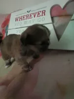 Lola, a female Shih Tzu for sale in Shippensburg, PA – Photo 3 of 3