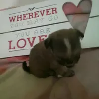 Lola, a female Shih Tzu for sale in Shippensburg, PA – Photo 1 of 3