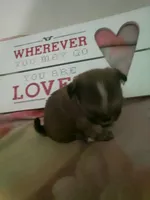 Lola, a female Shih Tzu for sale in Shippensburg, PA – Photo 1 of 3