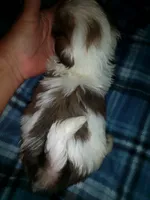 Able, a male Shih Tzu for sale in Shippensburg, PA – 7 of 9
