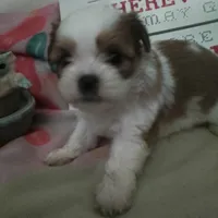 Rose, a male Shih Tzu for sale in Shippensburg, PA – Photo 3 of 3