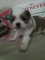 Rose, a male Shih Tzu for sale in Shippensburg, PA – Photo 3 of 3