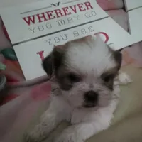 Rose, a male Shih Tzu for sale in Shippensburg, PA – Photo 1 of 3