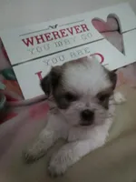 Rose, a male Shih Tzu for sale in Shippensburg, PA – Photo 1 of 3