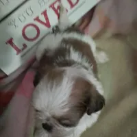 Rose, a male Shih Tzu for sale in Shippensburg, PA – Photo 2 of 3