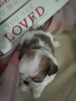 Rose, a male Shih Tzu for sale in Shippensburg, PA – Photo 2 of 3