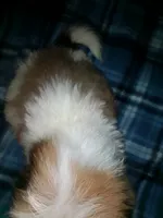 Lumpy, a male Shih Tzu for sale in Shippensburg, PA – 3 of 10