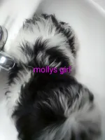May, a female Shih Tzu for sale in Shippensburg, PA – 2 of 2
