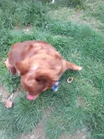 Ohanna, a female Chihuahua for sale in Shippensburg, PA – Photo 5 of 5