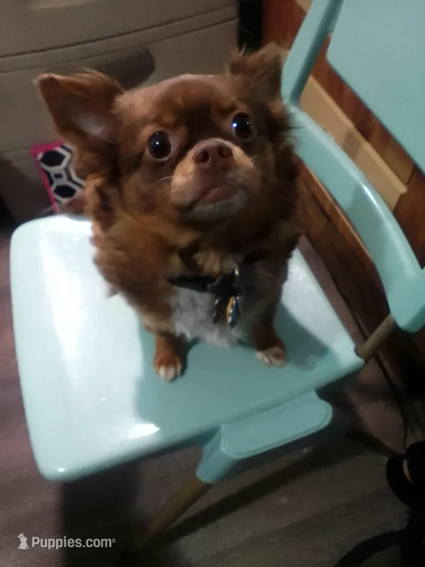 Ohanna – Chihuahua puppy for sale in Shippensburg, PA