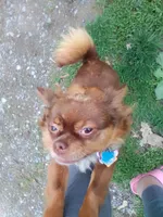 Ohanna, a female Chihuahua for sale in Shippensburg, PA – Photo 3 of 5