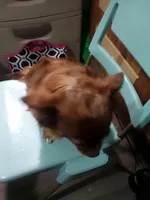 Ohanna, a female Chihuahua for sale in Shippensburg, PA – Photo 2 of 5