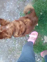 Ohanna, a female Chihuahua for sale in Shippensburg, PA – Photo 4 of 5