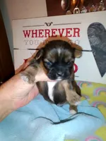 Lusious , a male Shih Tzu for sale in Shippensburg, PA – 2 of 7