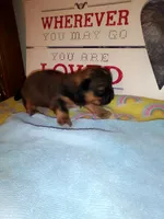 Lusious , a male Shih Tzu for sale in Shippensburg, PA – 7 of 7
