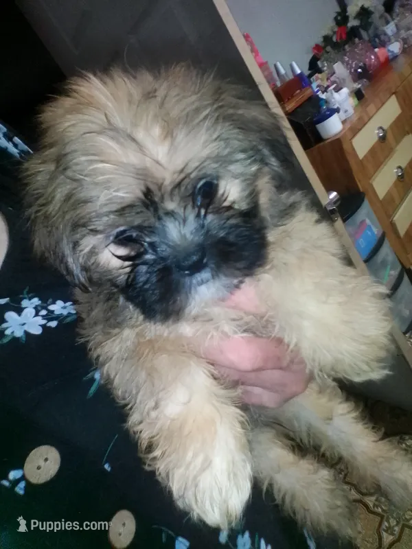 Brice – Shih Tzu puppy for sale in Shippensburg, PA